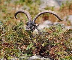 Reserva de Gredos subastará más de 120 permisos de caza de cabra montés